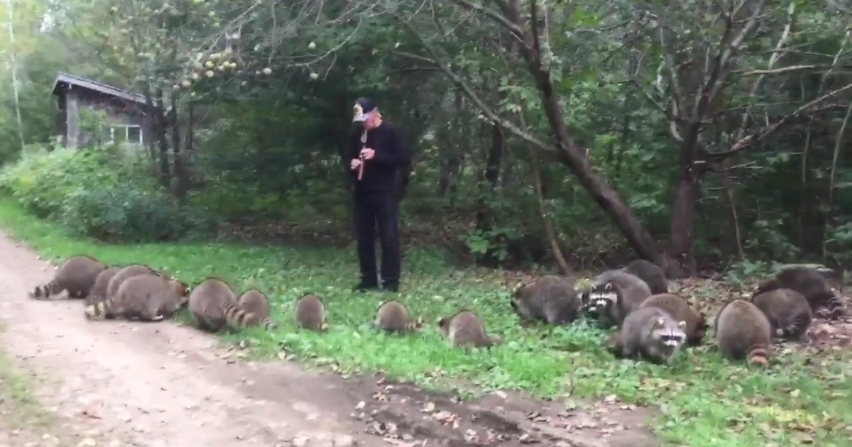 Raccoons surrounded a man playing the flute.