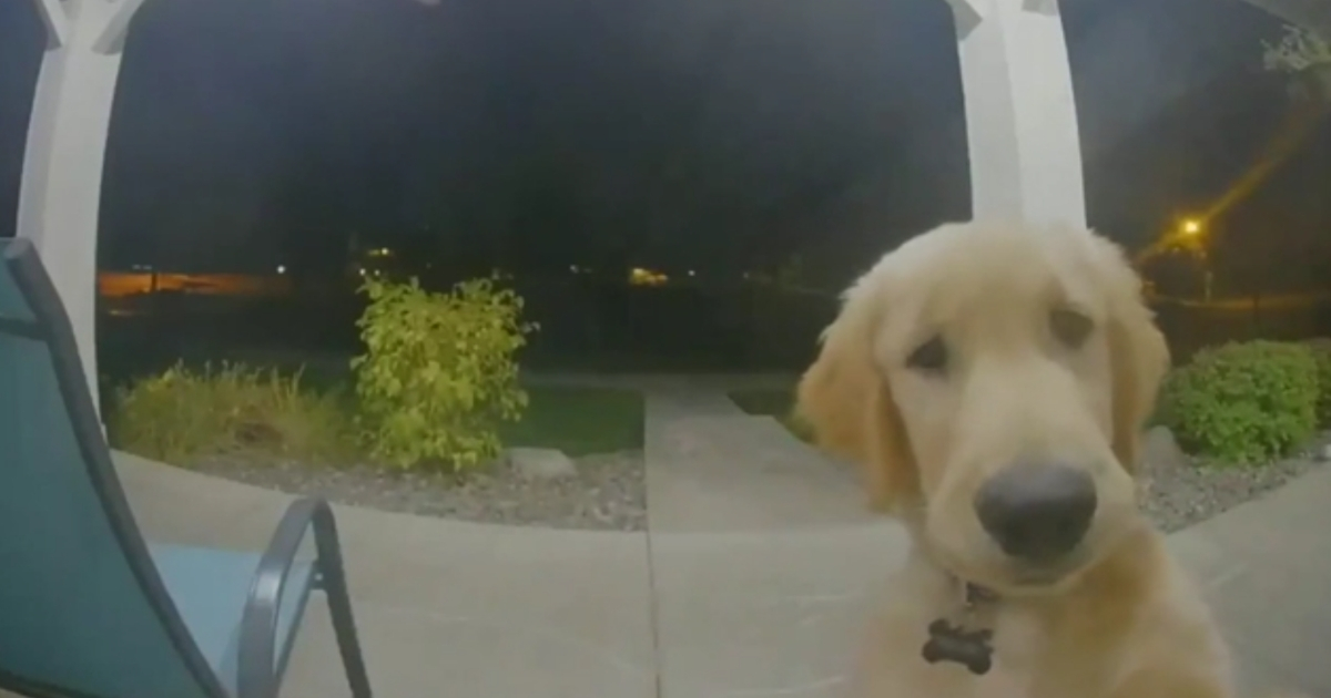 Puppy looking at door camera.