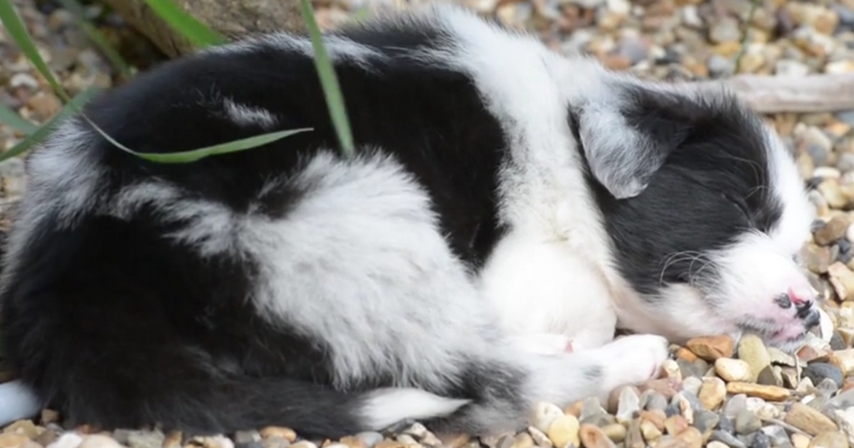 A little black and white puppy with two noses sleeps on the ground.