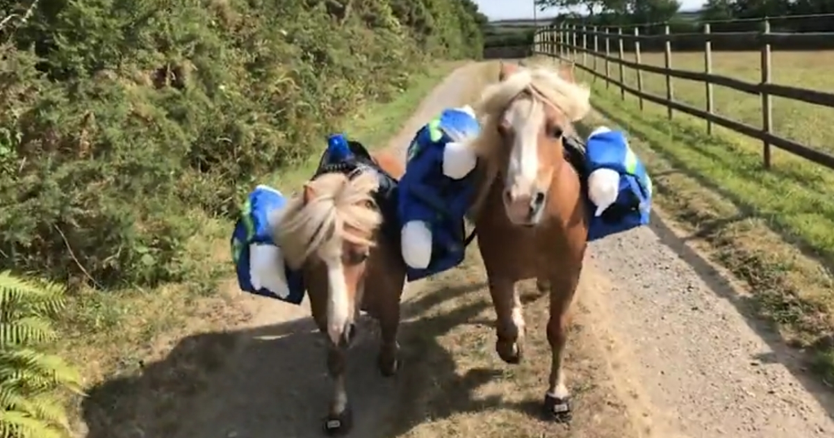 Rescue ponies with medical bags.