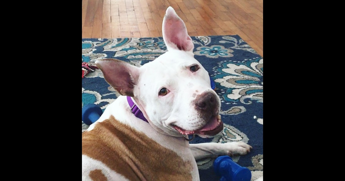 Marilla, a white and brown pitbull.