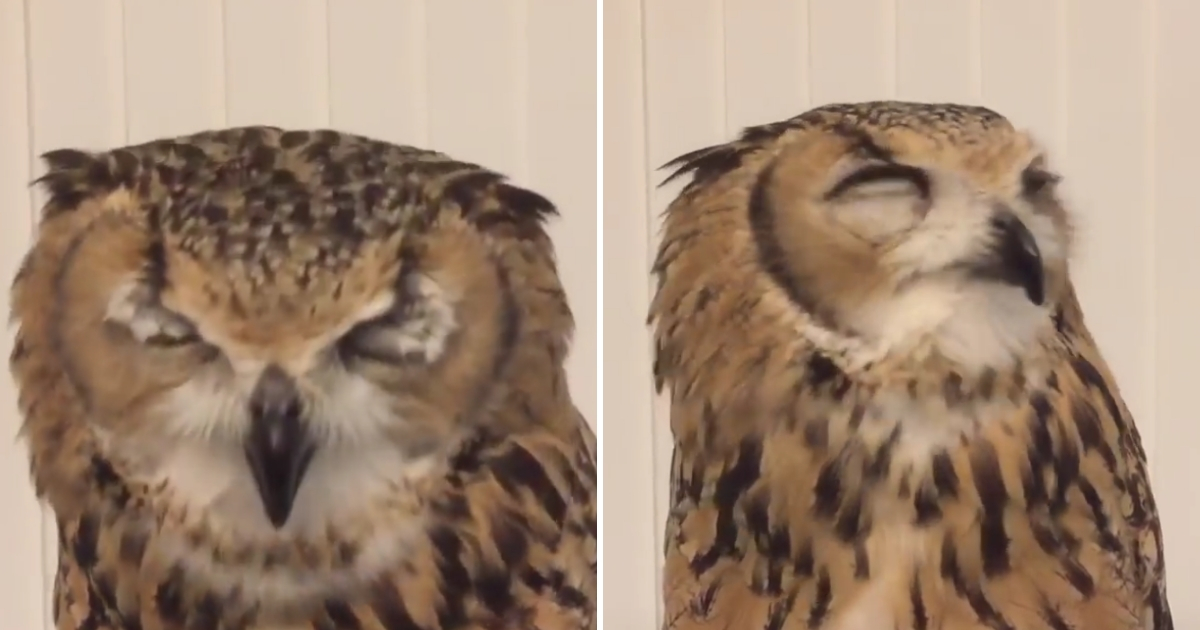 Little owl sneezing.