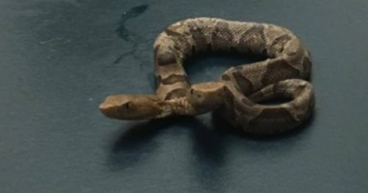 A two-headed copperhead snake recently discovered by the Wildlife Center of Virginia.
