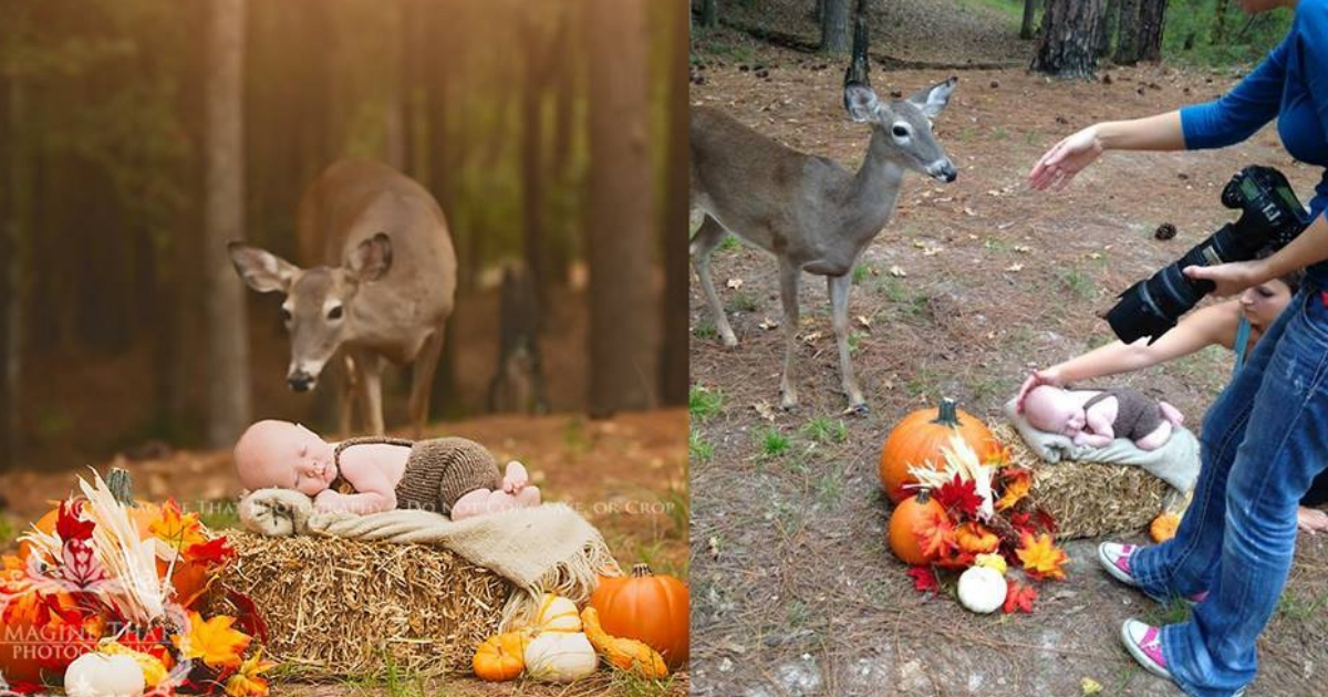 Deer in Photoshoot