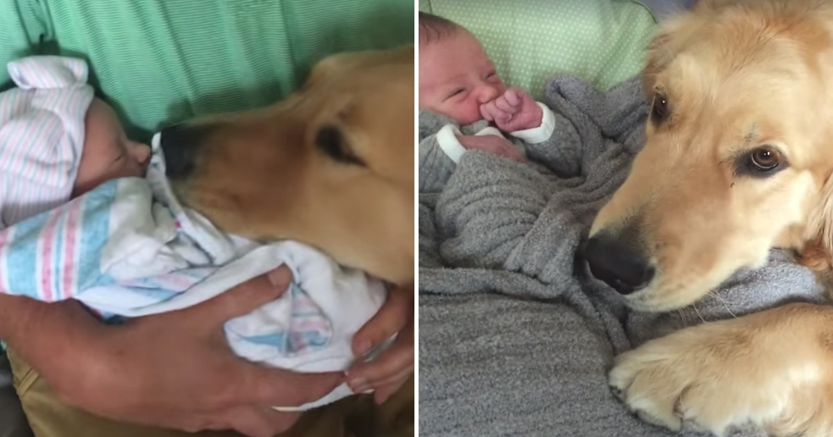 Dog Loves New Baby
