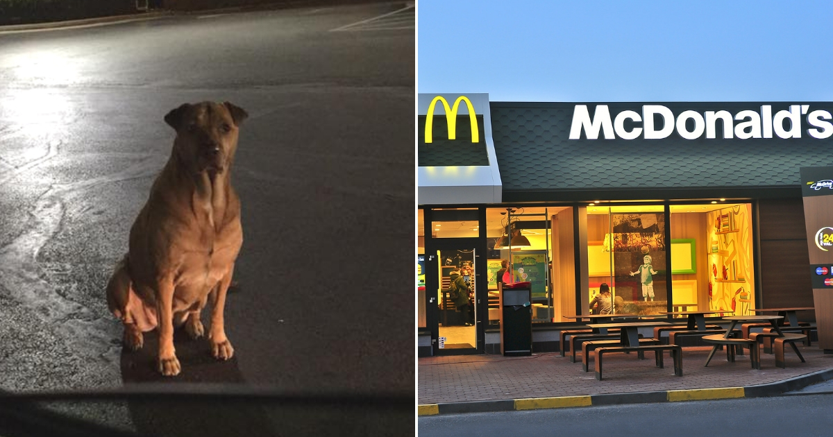 A dog sitting outside a car window, left, and a McDonald's restaurant, right.