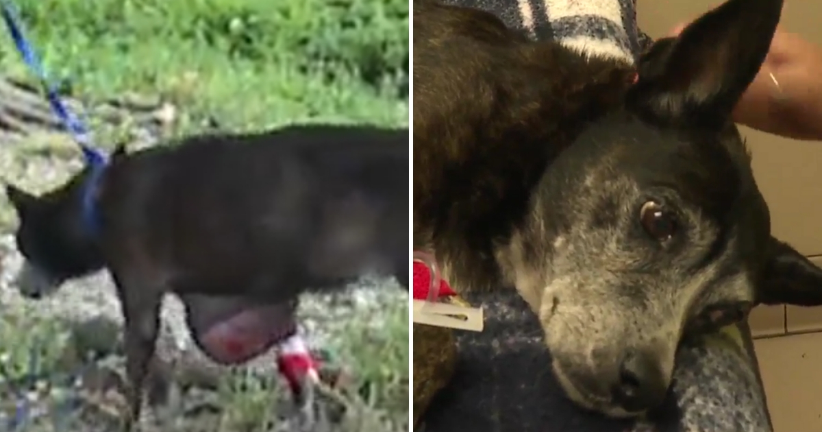 Dog with Tumor Saved