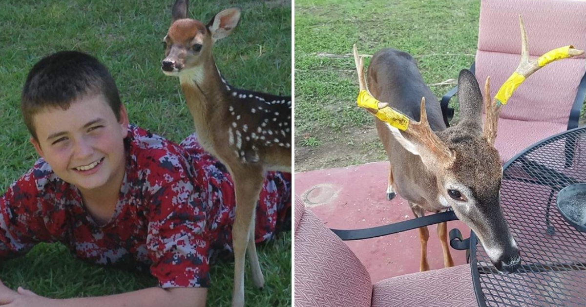 George the Deer as a baby, left, and adult, right.