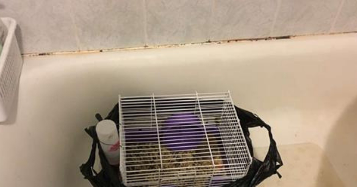 A hamster cage in a bathtub