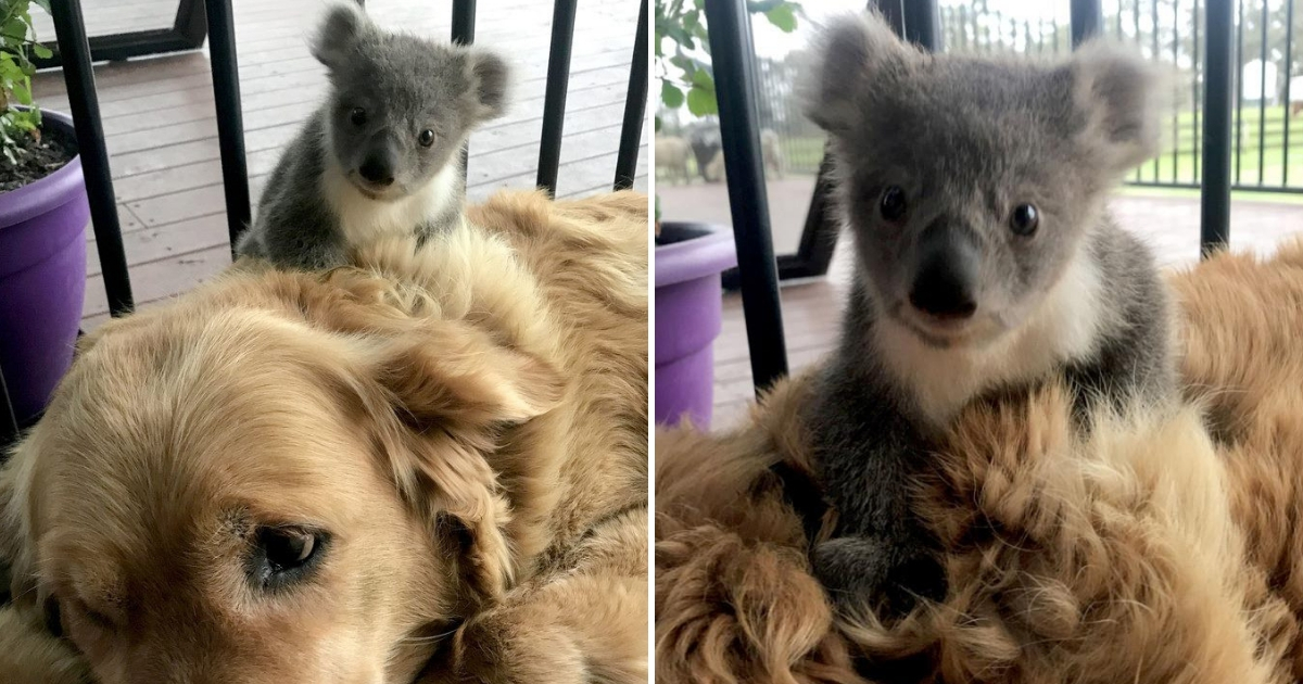 Koala Nests on Dog