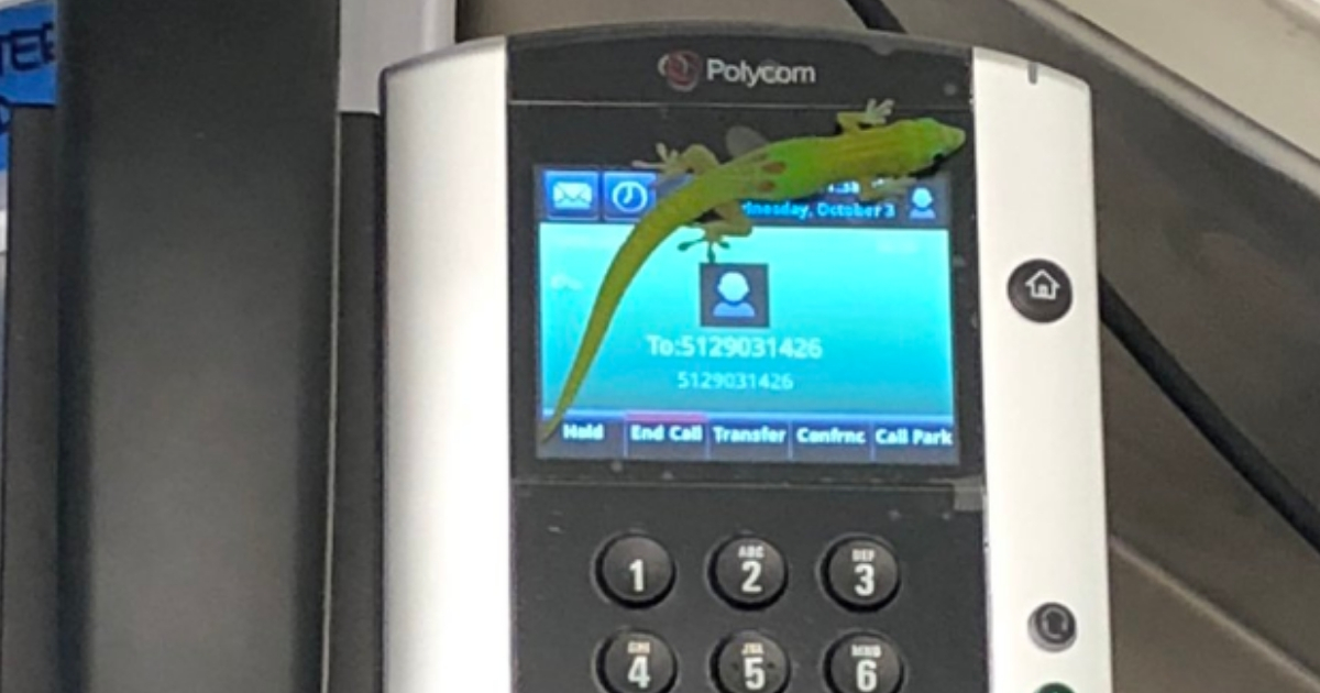 A green lizard sits on a phone.