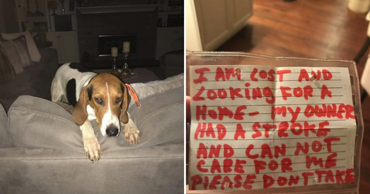 Lost Dog with Note