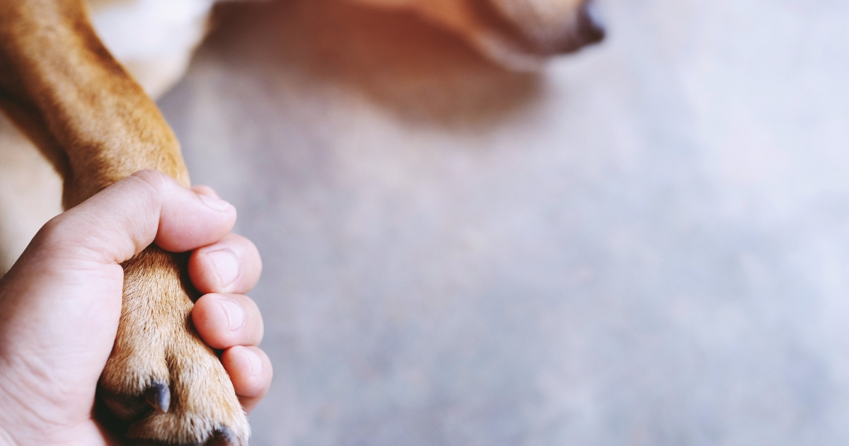 Owner Holds Dog Paw