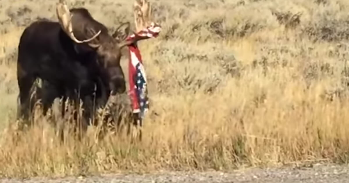 Moose walks around with an American flag.