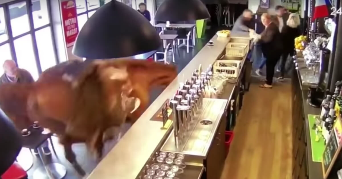 Horse in Bar