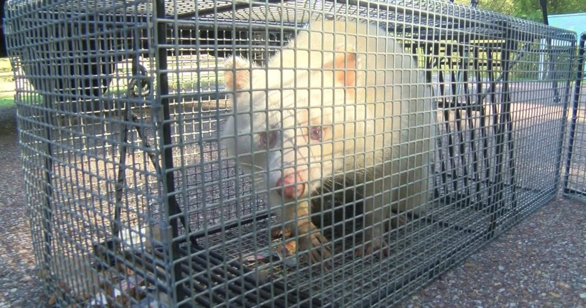 A rare albino raccoon in a cage.