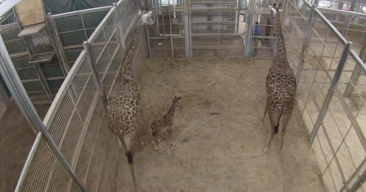 Three giraffes in an enclosure.