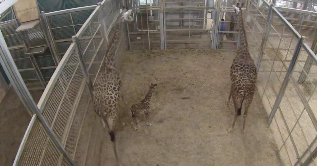 Zoo First Baby Giraffe in Nearly 20 Years, Watch Live Feed as