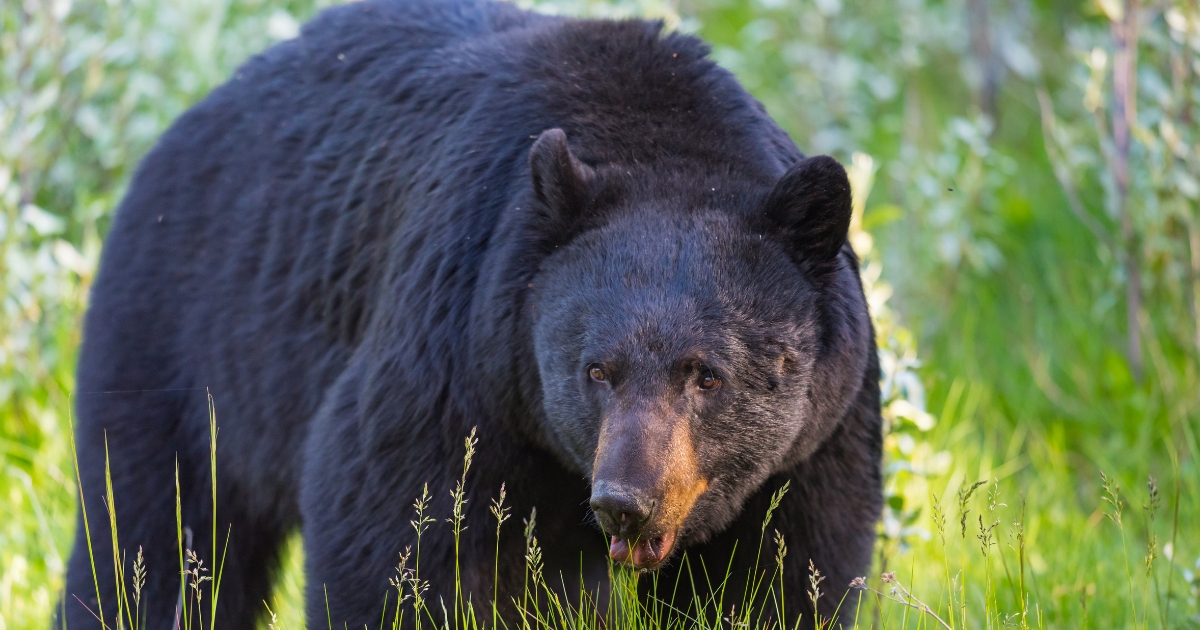 Black bear.