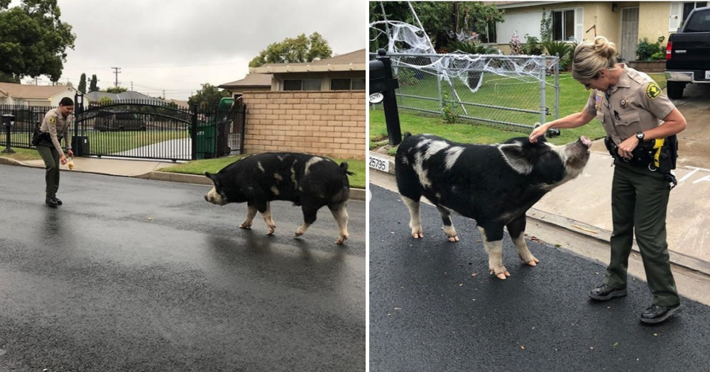 A pig is lured home with a bag of Doritos.