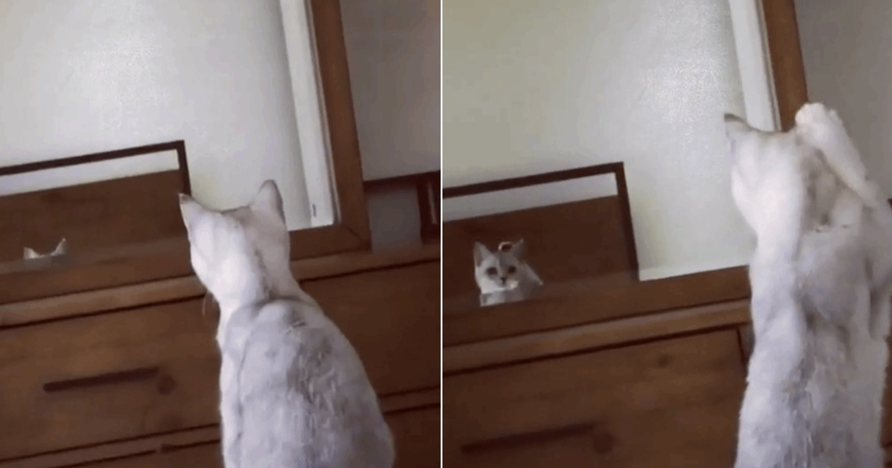 A kitten discovers her ears in a mirror.