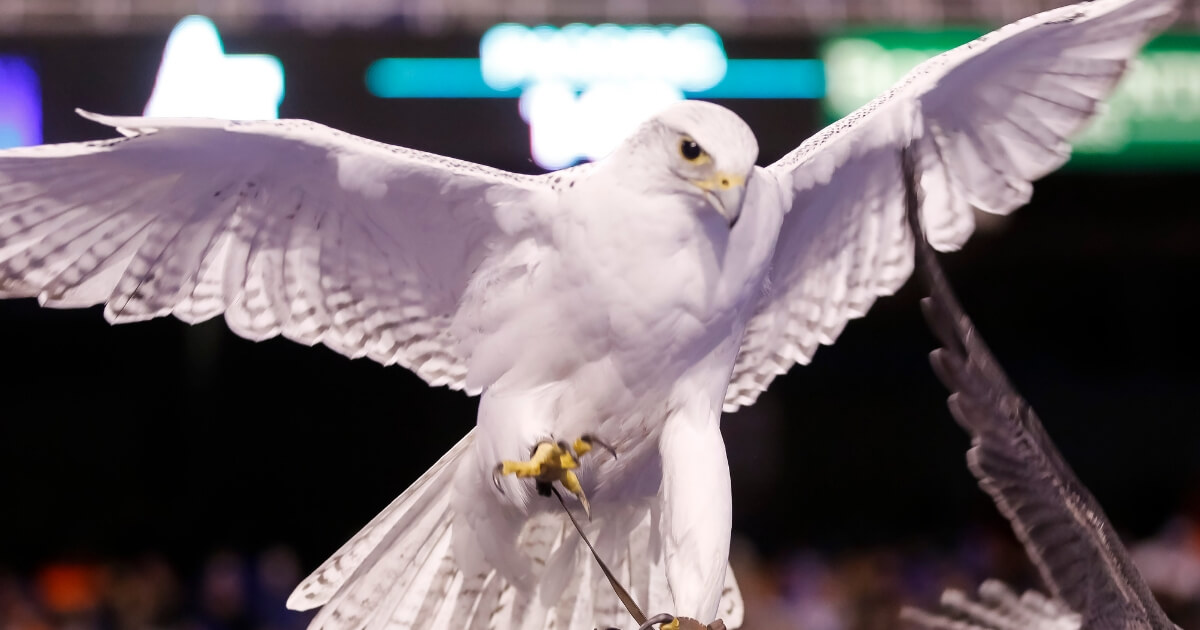 Aurora, the Air Force Academy's mascot, suffered a life-threatening injury to her wings last week.