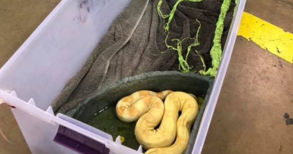 Boa Constrictor in Goodwill Box