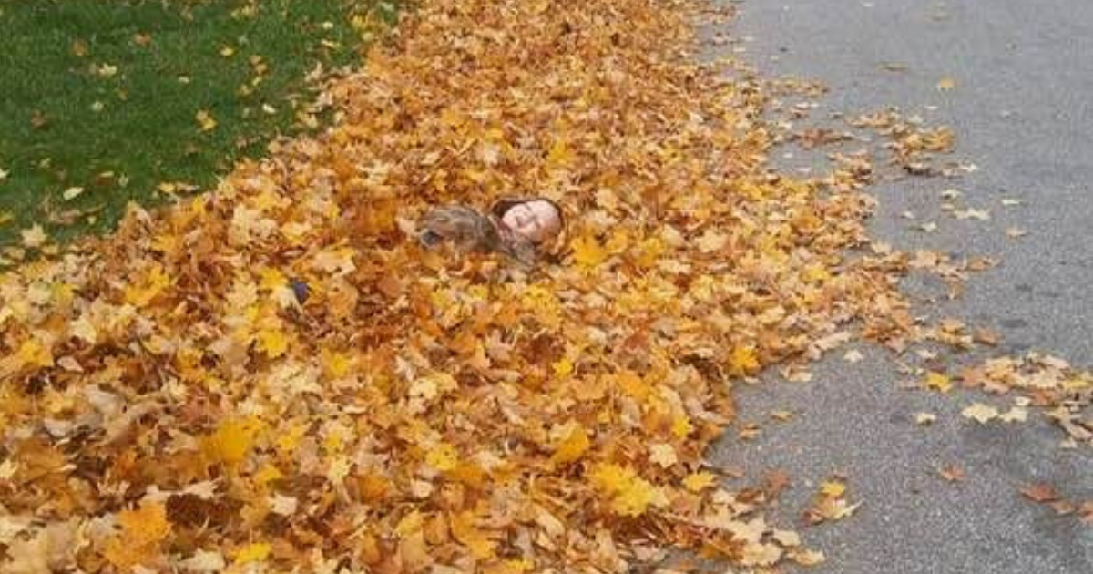 Little boy in pile of leaves.