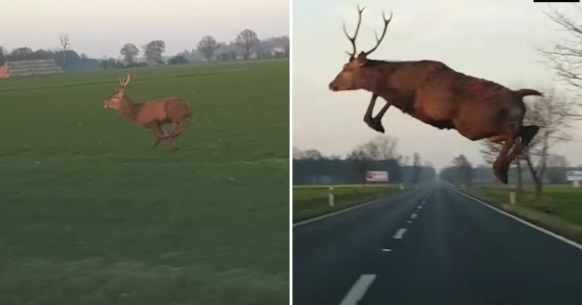 Buck leaping in front of car.