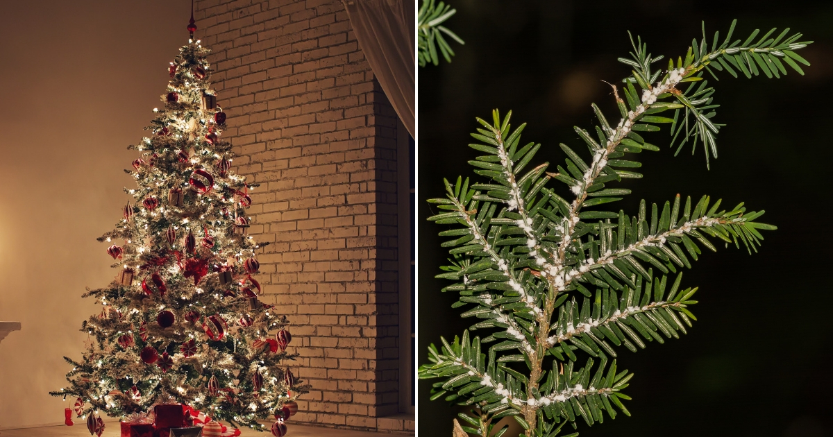 Christmas tree, left, and bugs on a branch, right.