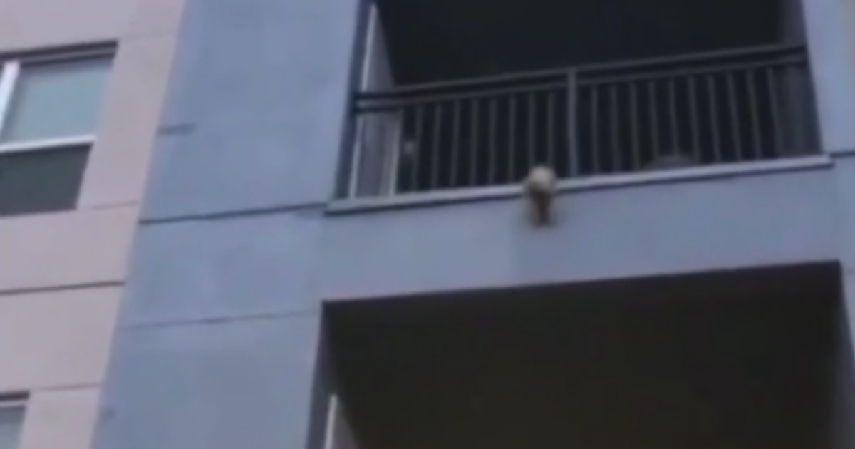 Dog Dangling from Balcony
