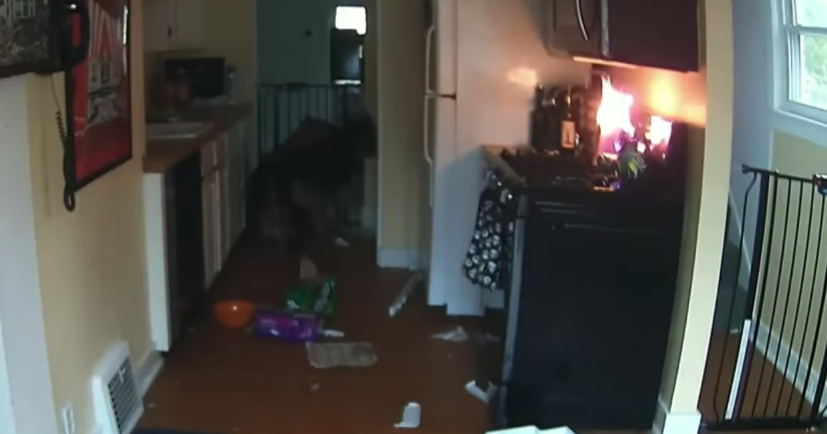 Two dogs cower in corner as fire grows on stove.