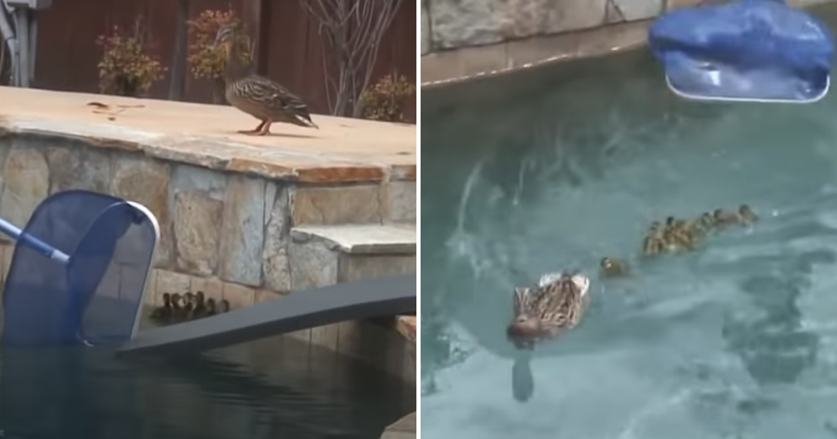 Duck Pool Rescue