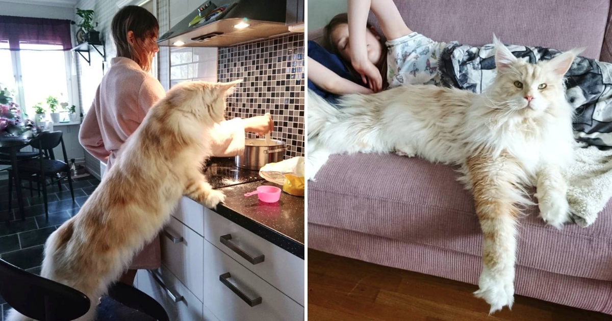 Giant Maine Coon Cat's Enormous Body Is Capturing the Internet's Heart