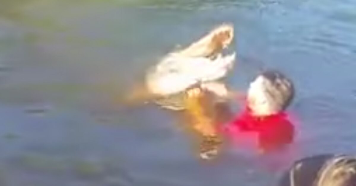Man swims with a gator with an open mouth.