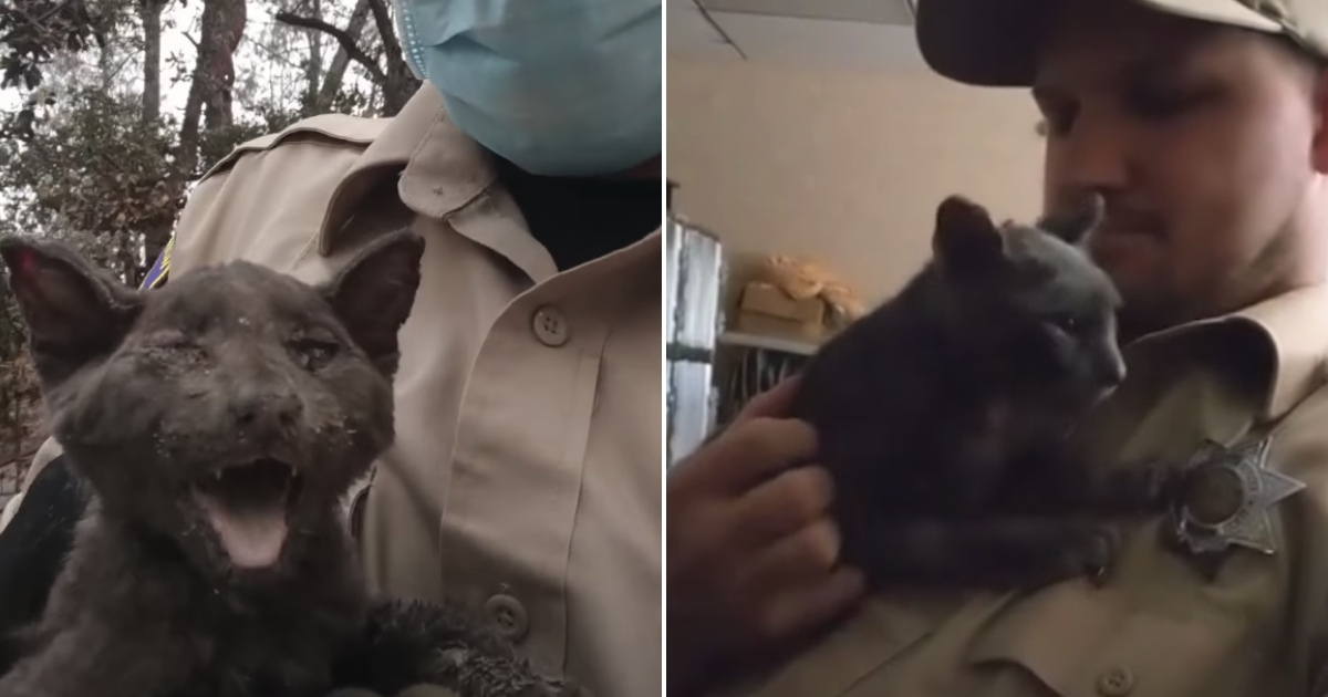 Kitty rescued from fire, left, and with his owner now, right.