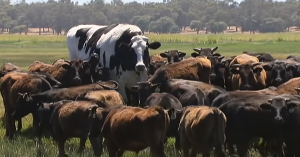 A giant cow.