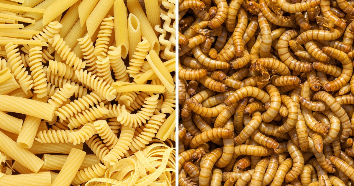 Pasta vs mealworms