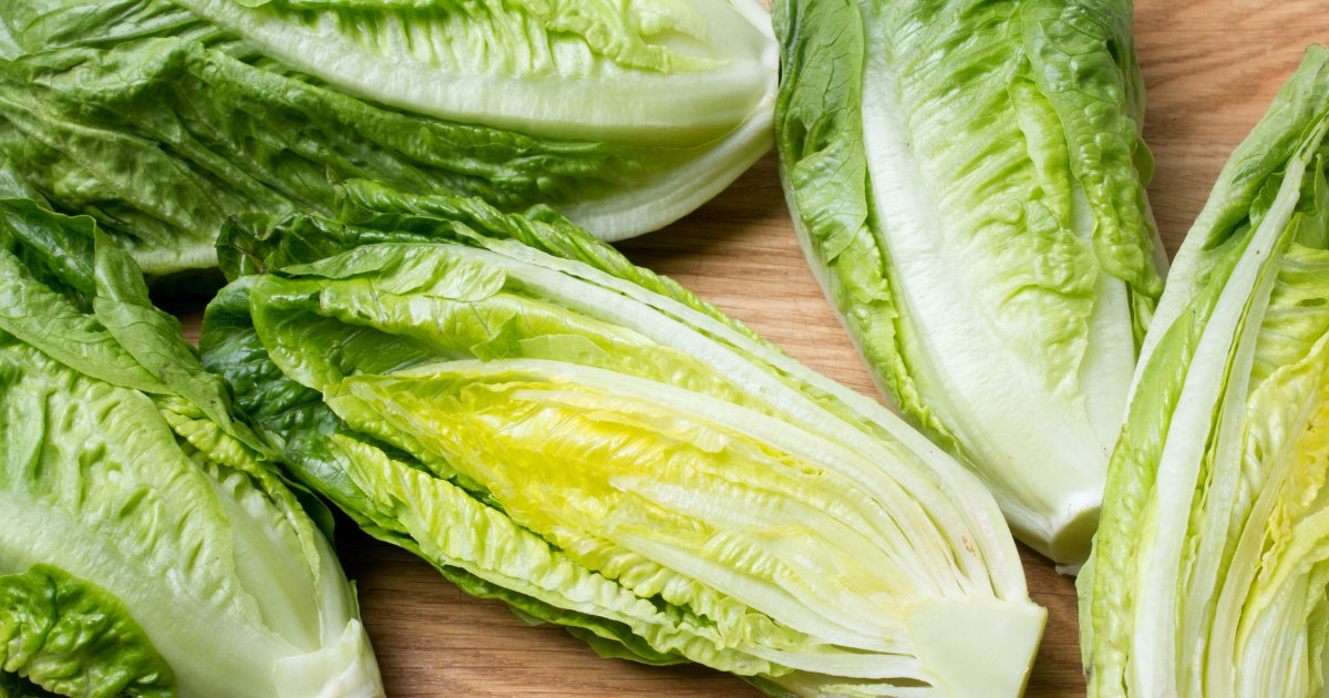Heads of romaine lettuce