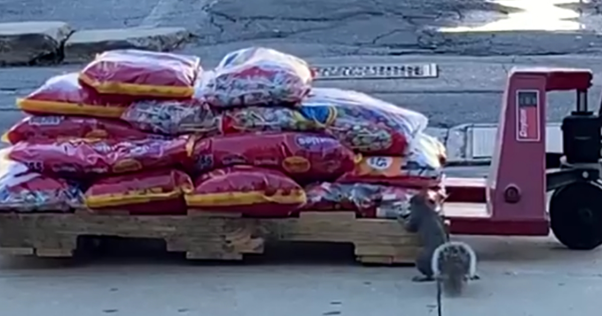Squirrel eyes a giant stack of bags of candy.