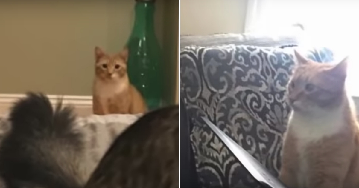 Staring Cat
