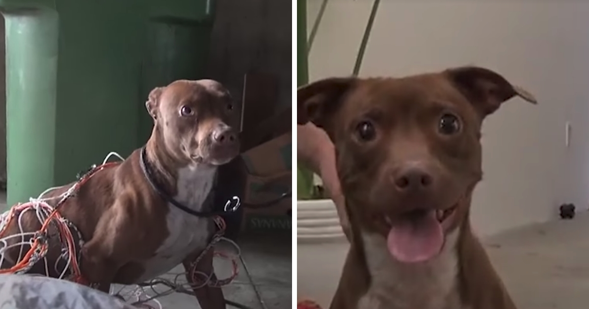 Terrified Dog Transforms