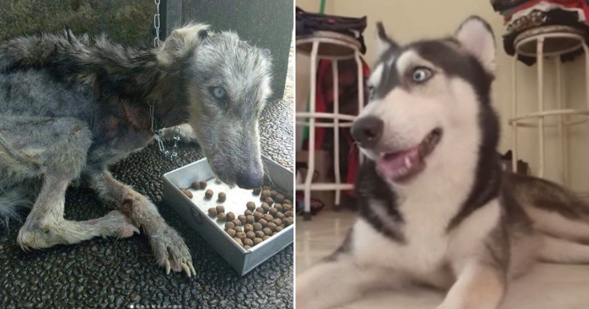 Before and after pictures of a husky.