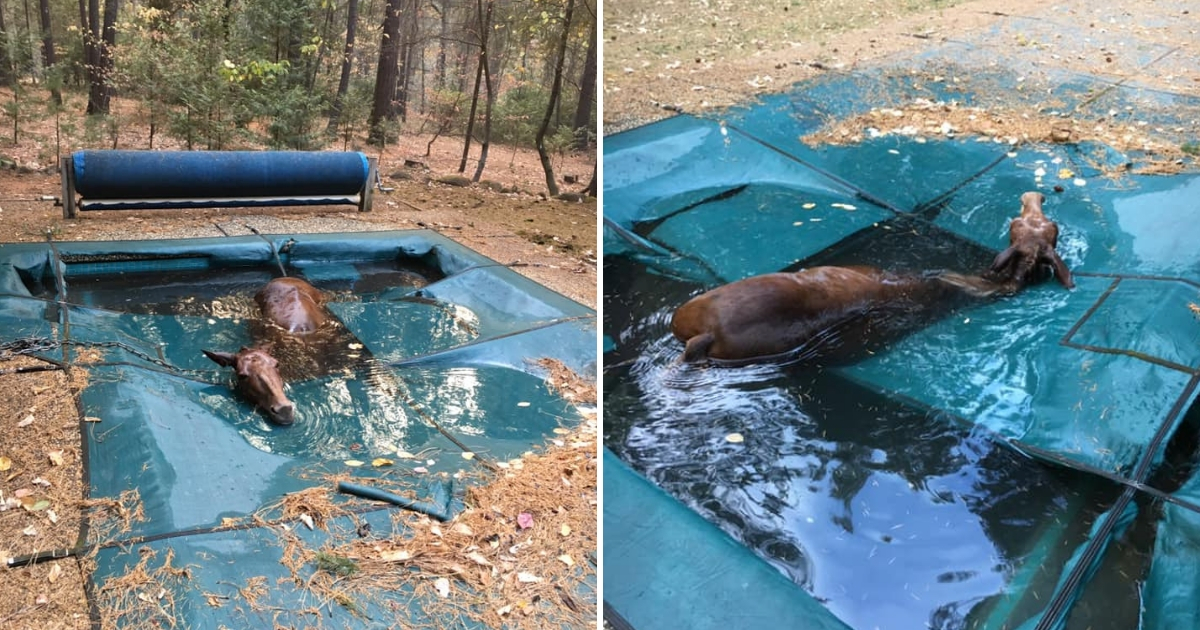 Horse stuck in a pool.