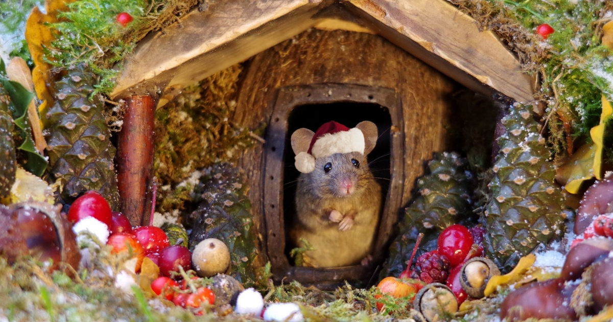 Tiny mouse in a santa hat inside a little house
