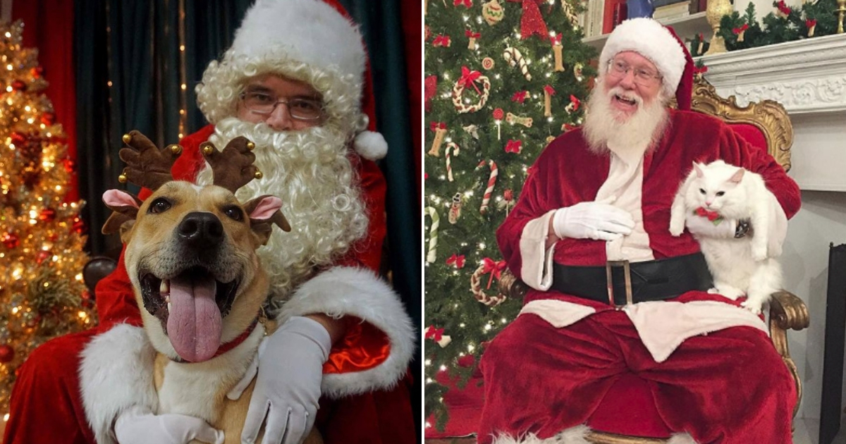 A dog poses with Santa, left, and a cat is held by santa, right.
