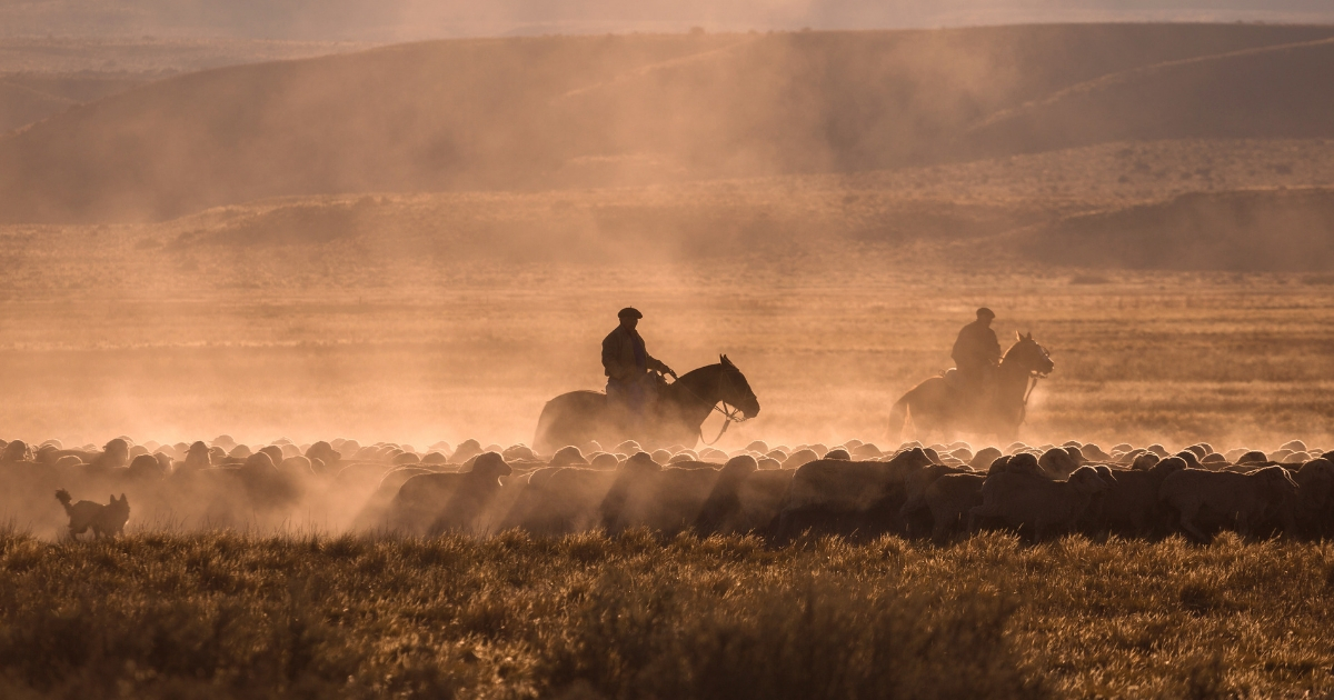 Ranchers herd sheep.