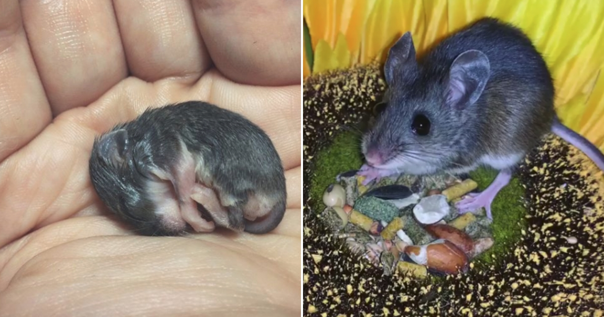 Tiny baby mouse, left, and mouse a little larger, right.