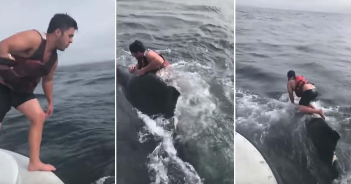 Man jumping into the ocean and onto a whale's back.