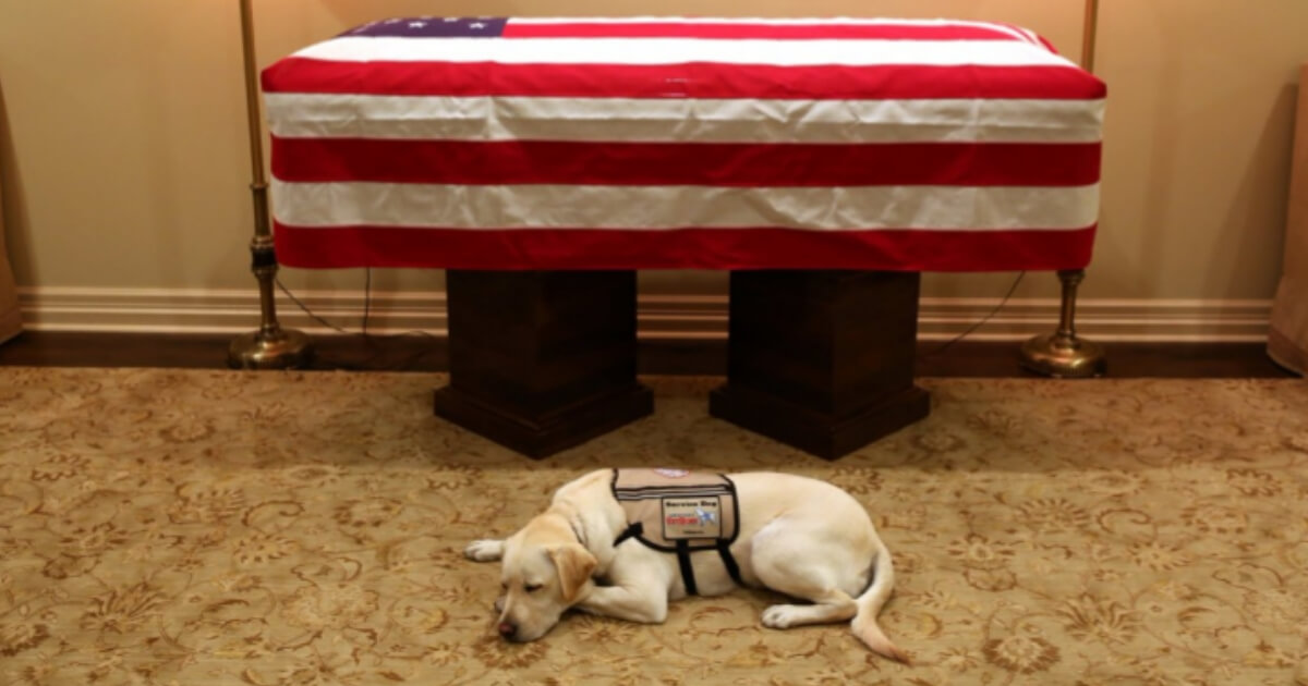 Sully, the service dog of former President George H.W. Bush, lying in front of his casket